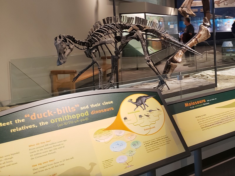 Above: A Duck-billed dinosaur known as a "Hadrosaur" at the Chicago Field Museum