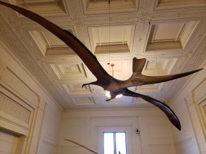 Pterosaurs at the Field Museum go on Display