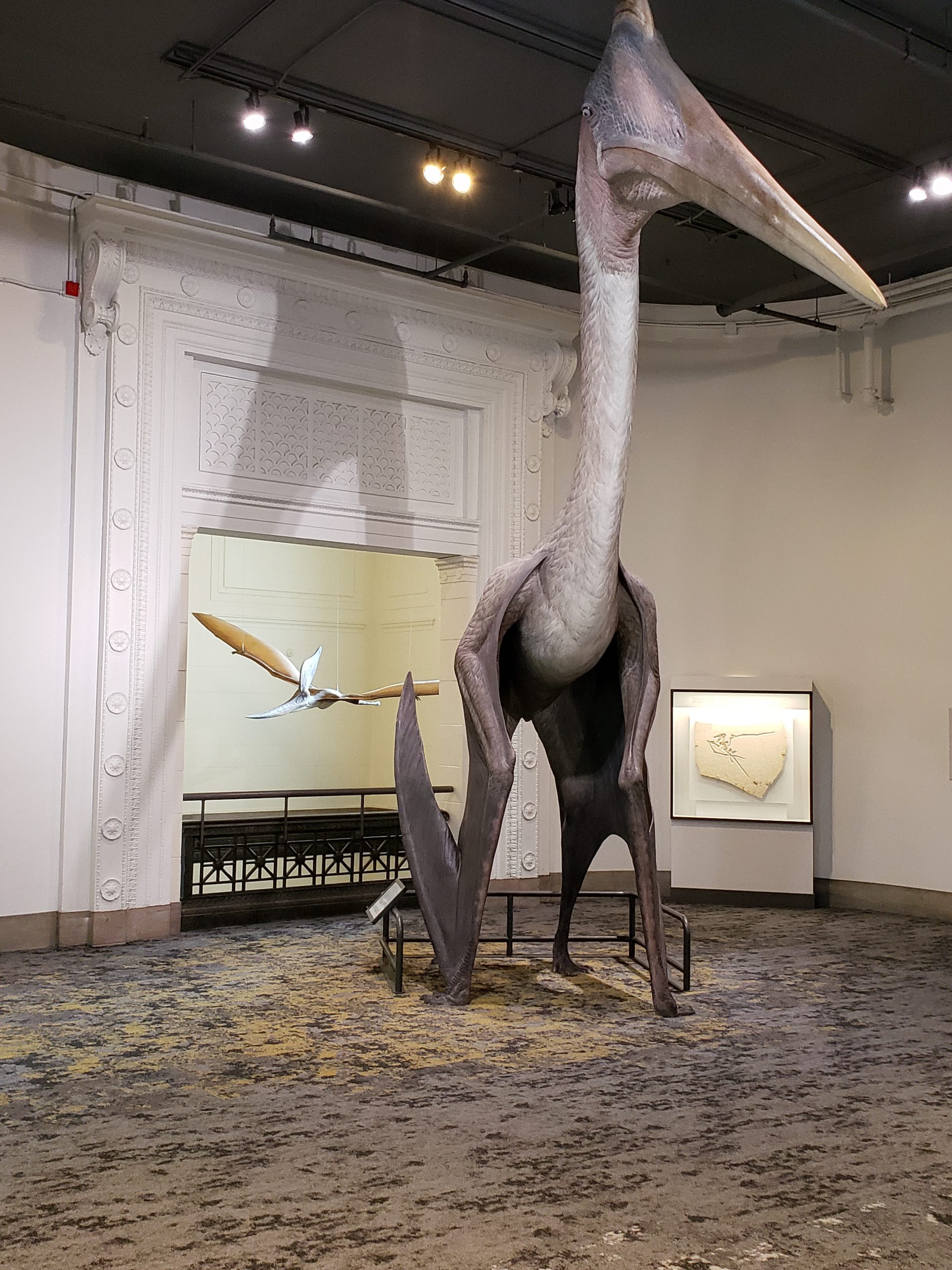 field museum pterosaurs