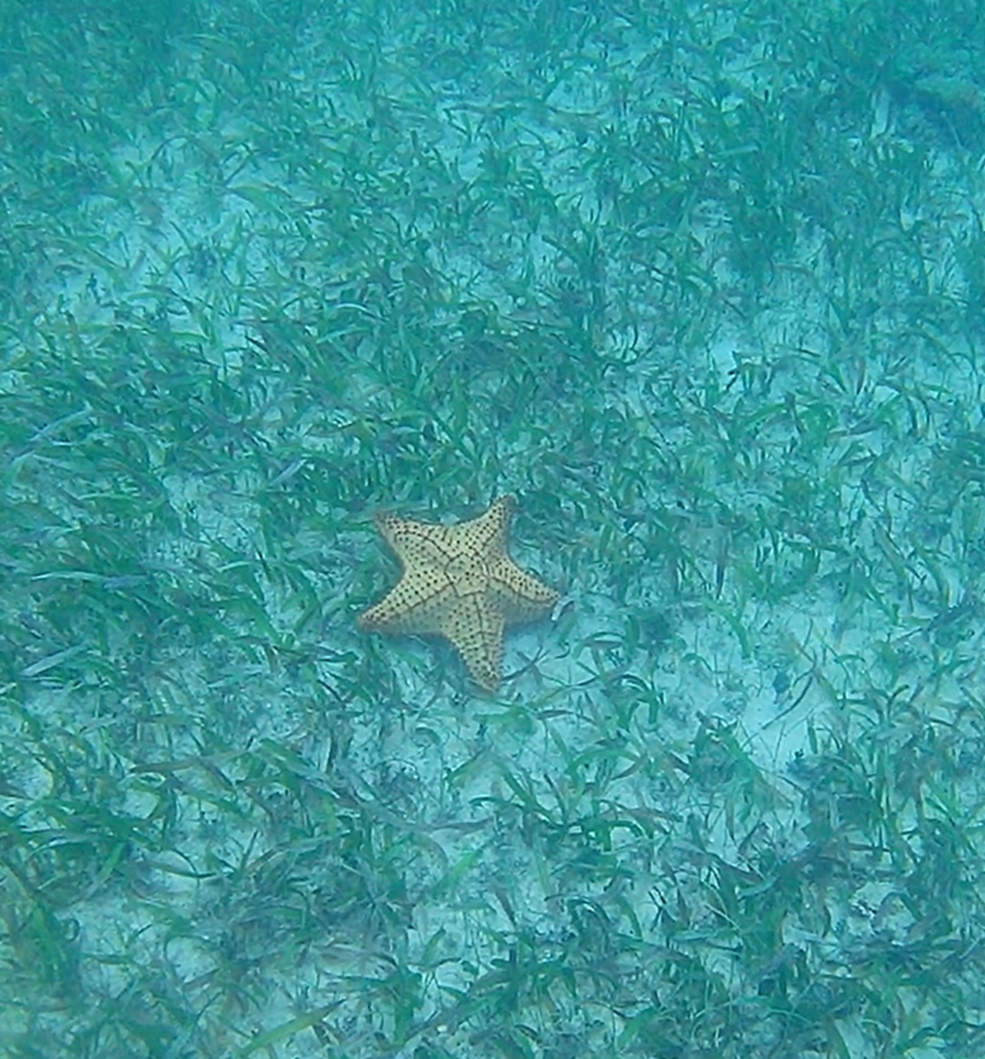 Starfish - Cozumel